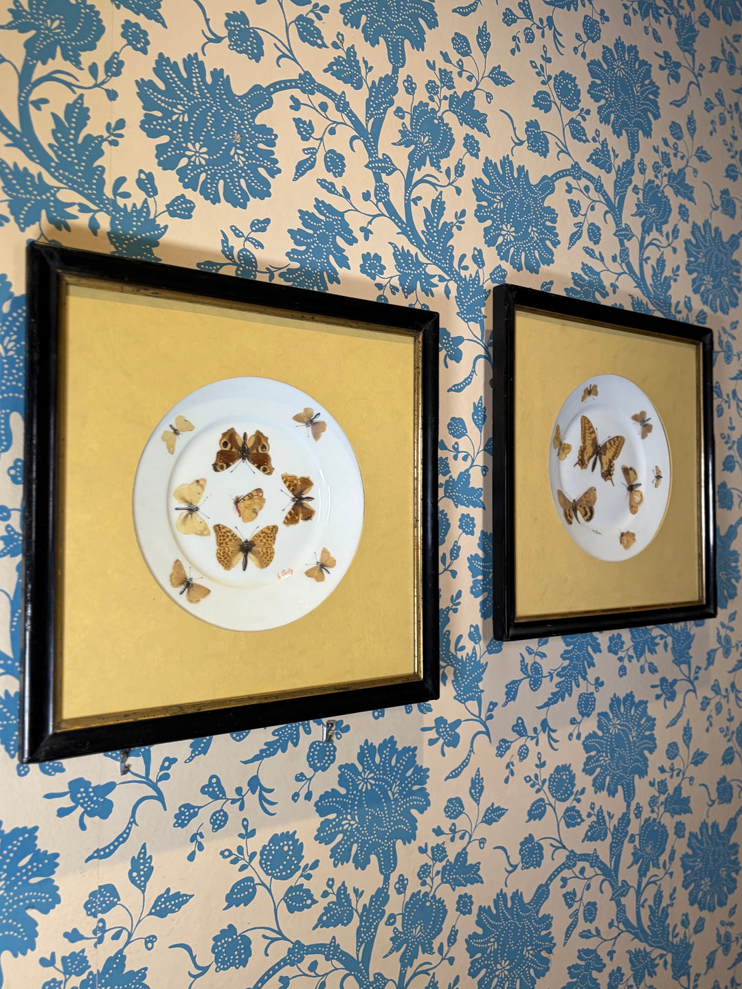 Pair of Framed Butterfly Plates