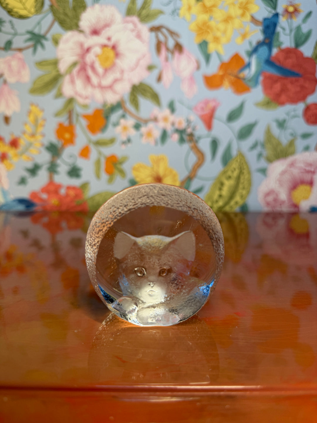 Mats Jonasson Kitten