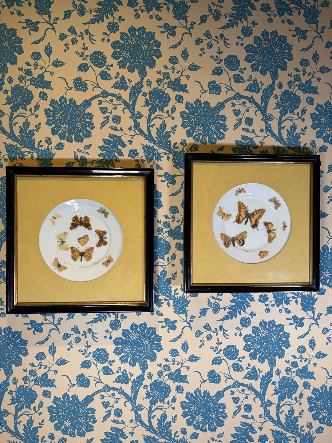 Pair of Framed Butterfly Plates