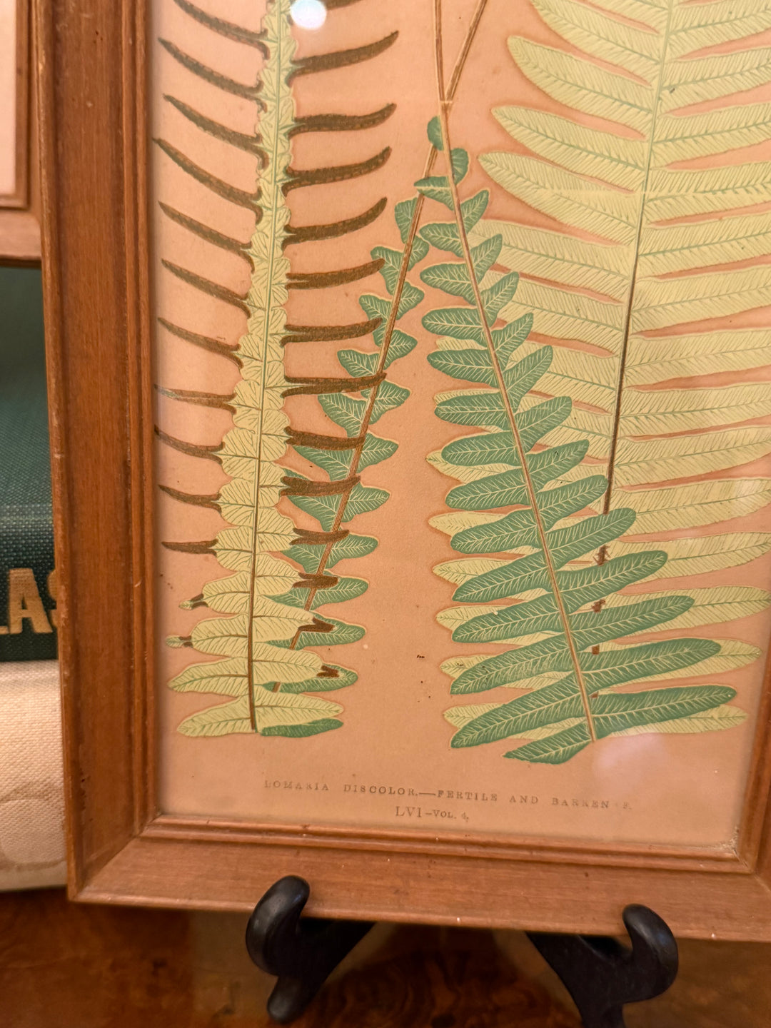 Four Fern Prints