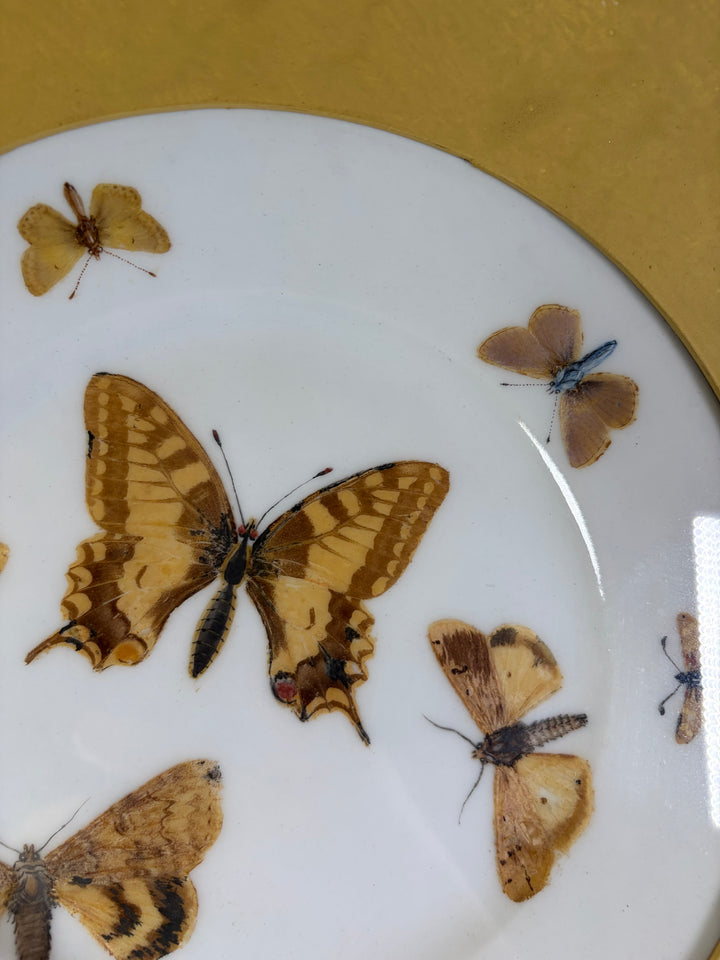 Pair of Framed Butterfly Plates