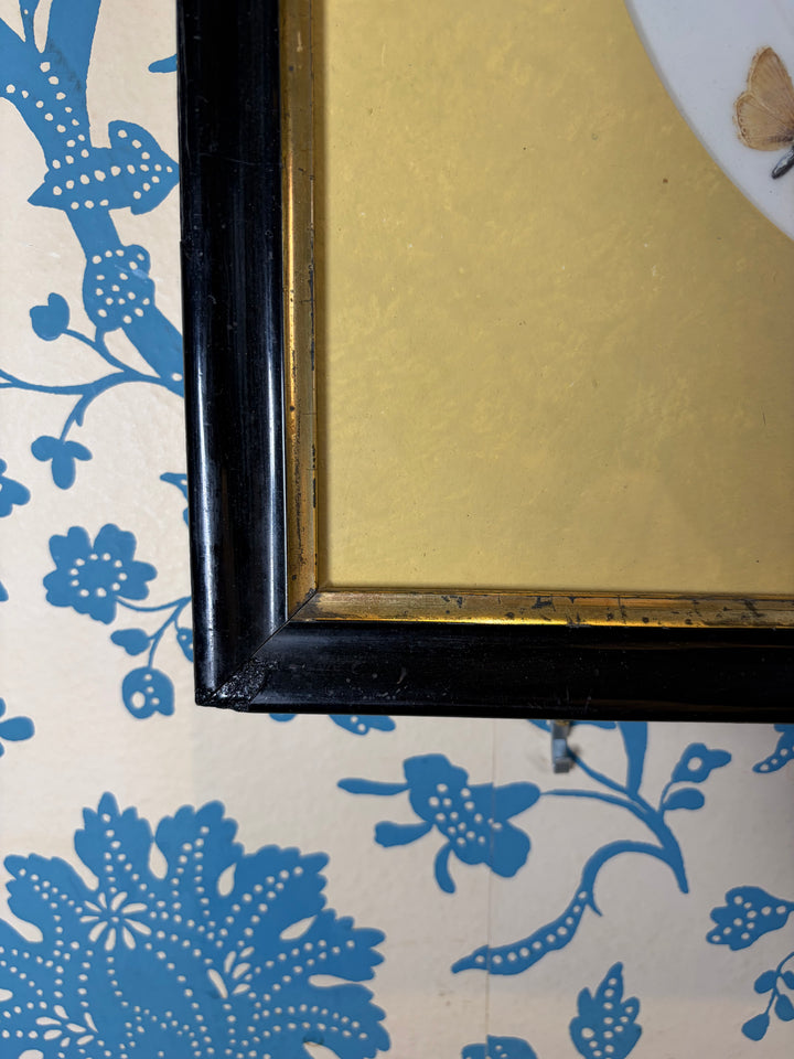 Pair of Framed Butterfly Plates