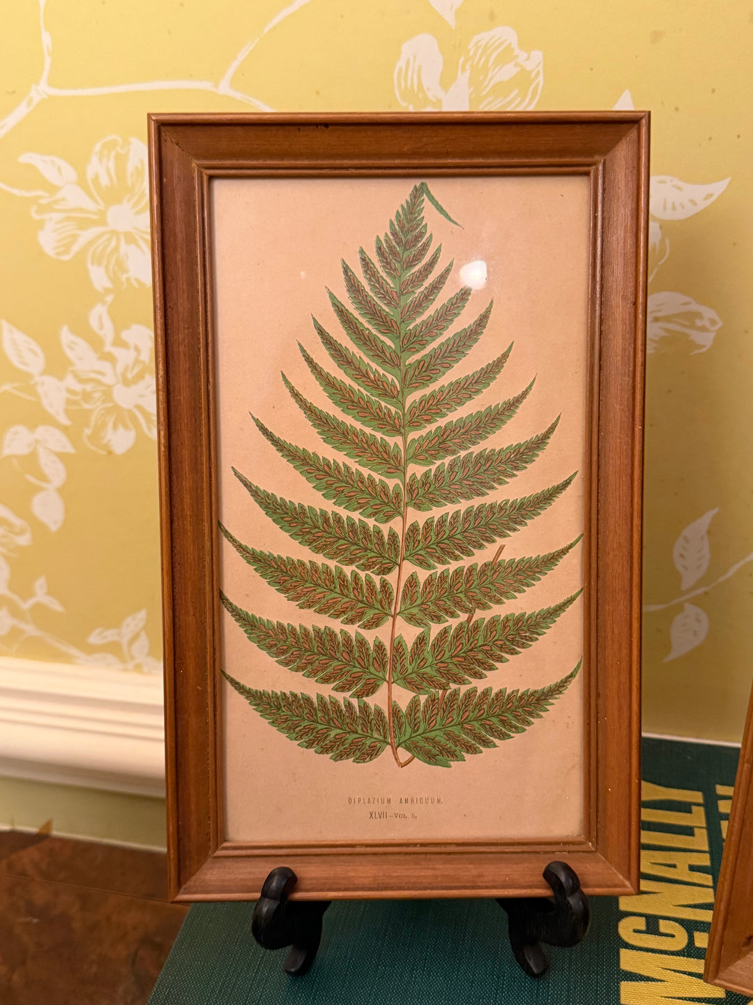 Four Fern Prints