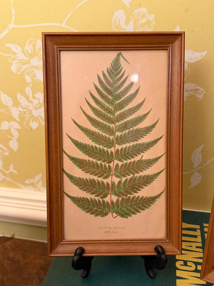 Four Fern Prints