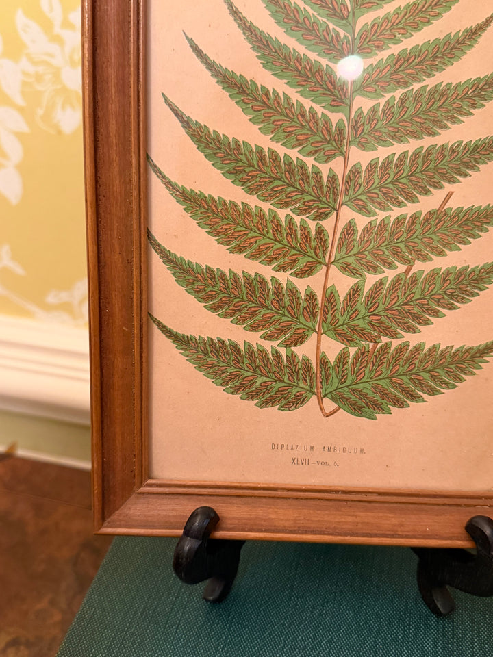 Four Fern Prints