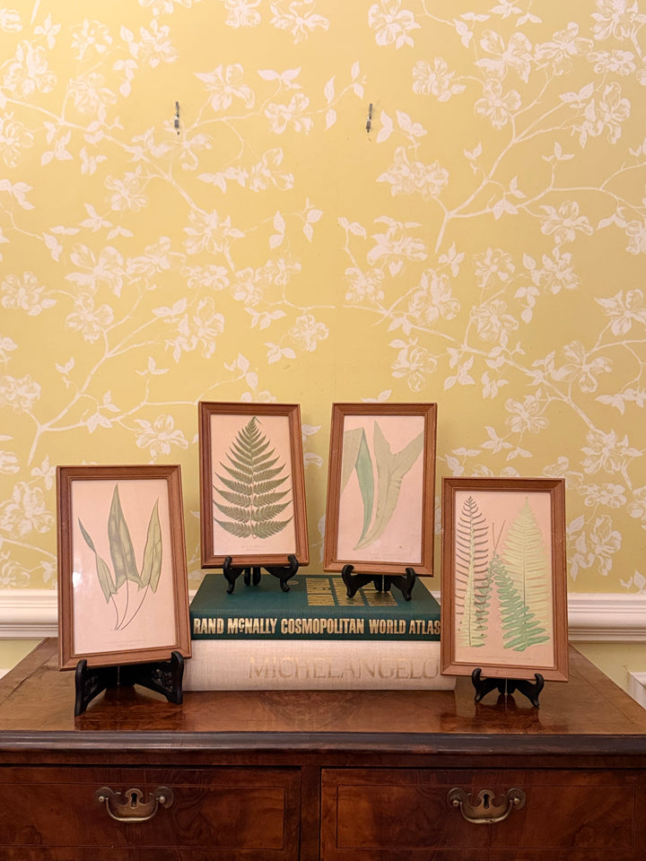 Four Fern Prints